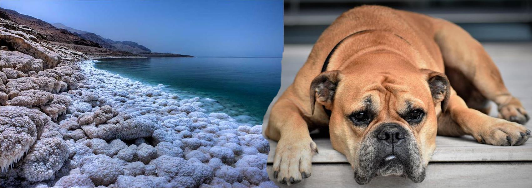 a picture of the shore line of the Dead Sea with clumps of dirty salt and a bull dog