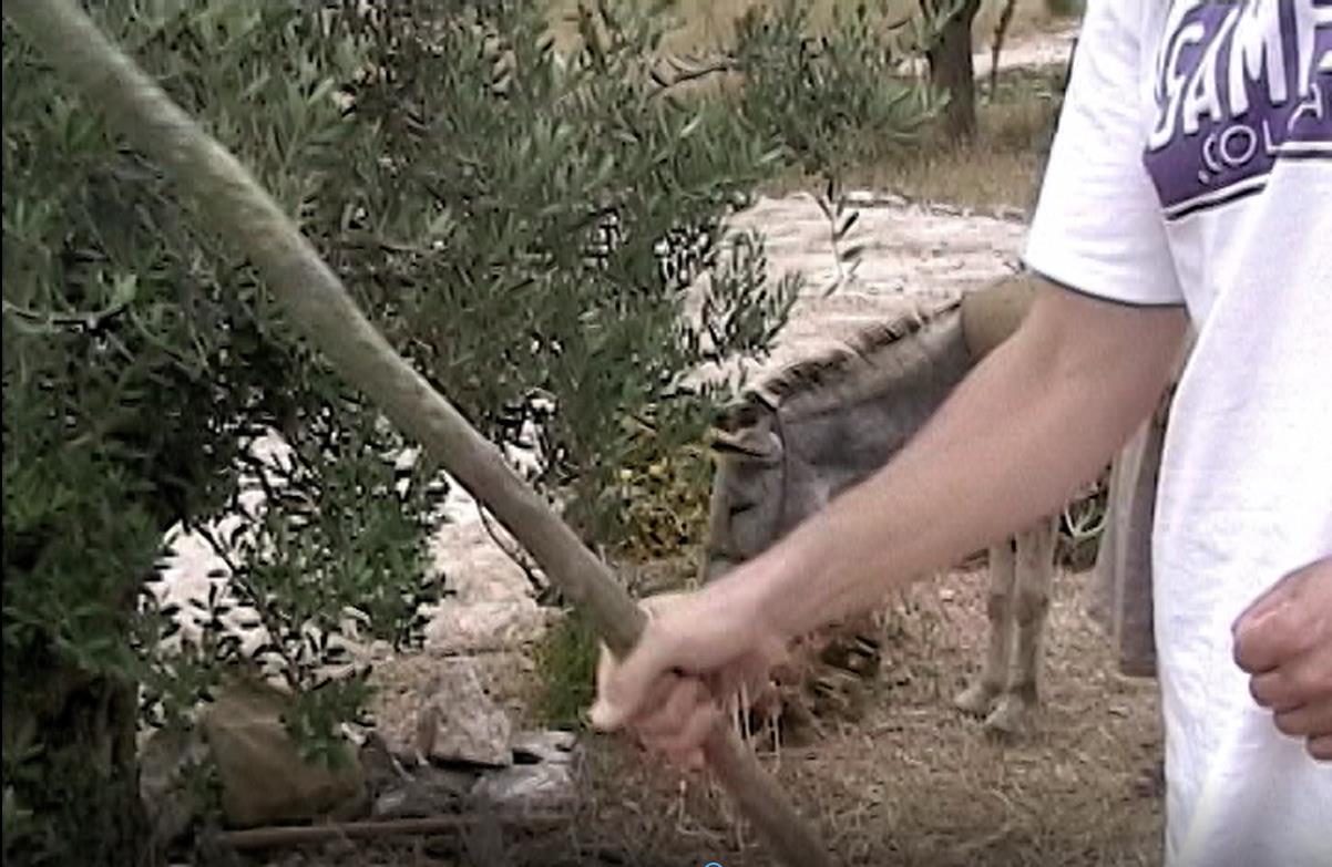 a man holds a stick and behind him is a donkey eating grass