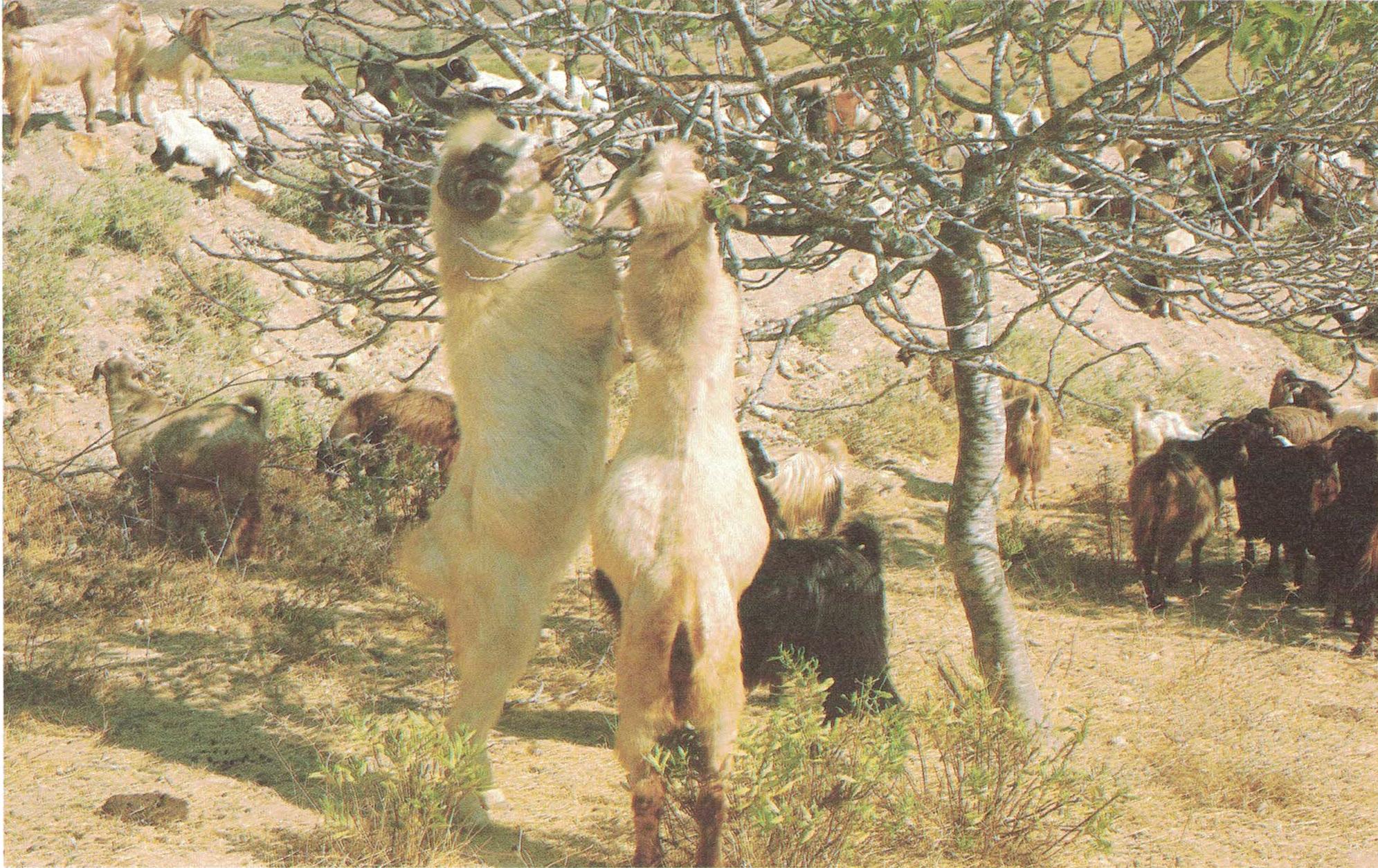 a picture of goats standing on their hind legs eating tree leaves
