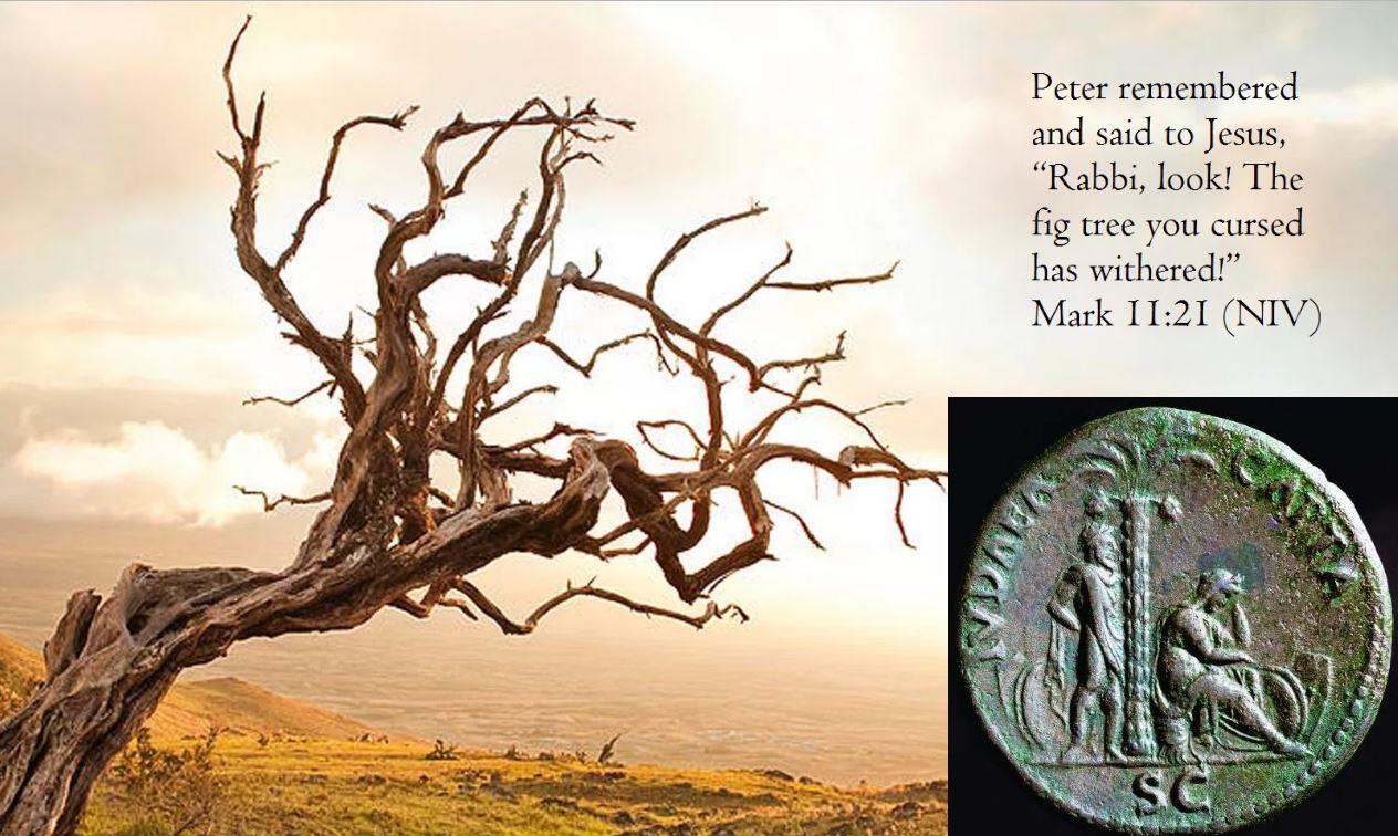 picture of a dead fig tree that Jesus just cursed and a coin with a palm tree Roman soldier and a Jewish lady bent over