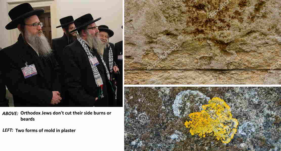 picture of modern-day orthodox Jews with uncut sideburns and beards plus 2 pictures of mold in plastered walls